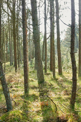 松树日益增长的森林干草绿色植物风景优美的景观高薄树干只分支机构自然秋天不文明的野生灌木日益增长的森林