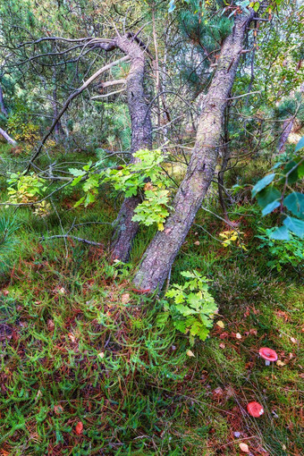 太阳闪亮的神秘的森林秋天神奇的树莫斯覆盖地面沉默宁静的公园和平自然和谐<strong>舒缓</strong>的平静早....在户外绿色森林