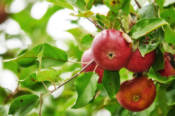 新鲜的红色的苹果日益增长的树收获可持续发<strong>展</strong>的农场阳光明媚的一天特写镜头成熟的有营养的有机<strong>水果</strong>培养蓬勃发<strong>展</strong>的果园格罗夫农村