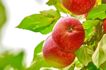 特写镜头红色的苹果日益增长的苹果树分支夏天Copyspace水果挂果园农场树散景可持续发展的有机农业和平农村