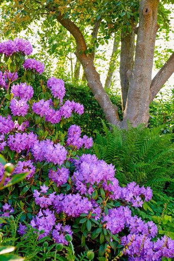 紫色的杜鹃花日益增长的植物花园夏天美丽的布什紫罗兰色的开花植物开花农村植物区系盛开的发芽郁郁葱葱的长满草的草地