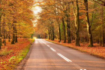 视图风景优美的路树森林领先的隐蔽的区域秋天林地周围空街农村废弃的森林森林安静的高速公路秋天