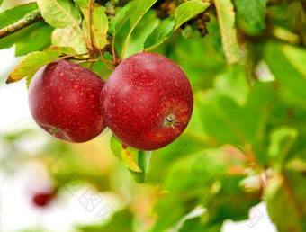 特写镜头红色的苹果日益增长的绿色苹果树散景复制空间背景可持续发展的果园农场远程农村农业新鲜的健康的零食水果营养维生素
