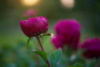 粉红色的花牡丹开花背景粉红色的牡丹牡丹花园