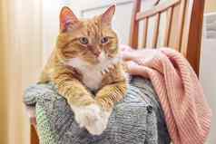 大红色的猫说谎椅子冬天温暖的针织的事情