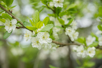 美丽的盛开的花苹果树苹果花园开花苹果树美丽的农村春天景观场景苹果树阳光明媚的春天一天