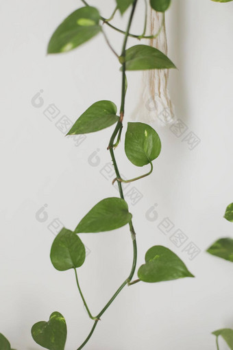 室内植物新鲜的绿色植物埃皮普雷姆农aureumon白色背景
