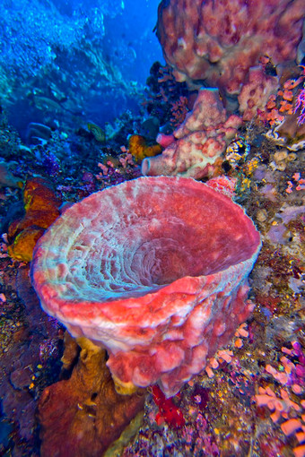 管海绵布纳肯国家海洋公园印尼