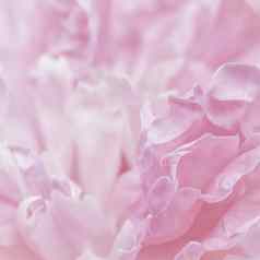 粉红色的牡丹花花瓣软焦点摘要花背景假期品牌设计