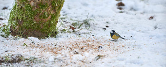 支持喂养鸟生活冬天季节部分<strong>自然保护保护</strong>欧亚蓝色的乳头站雪冰冷的冷早....雪秋天
