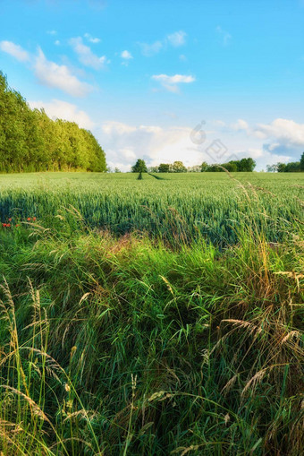 特写镜头玉米田日益增长的玉米农村夏天空远程农业场农业农村自然环境美丽的郁郁葱葱的绿色草地牧场自然