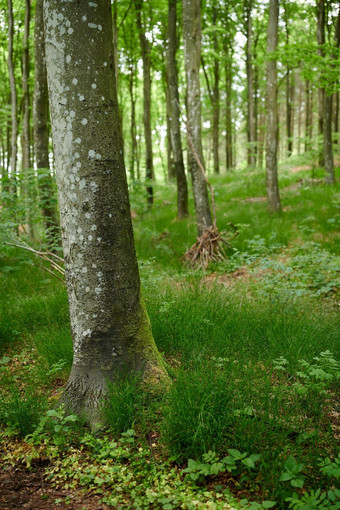 环境自然保护储备桦木树森林远程森林景观视图硬木树植物日益增长的安静的宁静和平农村郁郁葱葱的植物区系