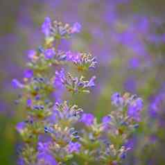 薰衣草薰衣草花美丽的盛开的紫色的花药用植物自然色彩斑斓的背景