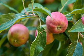 特写镜头新鲜的红色的苹果健康的零食水果日益增长的营养维生素苹果树可持续发展的果园农场远程<strong>农村</strong>郁郁<strong>葱葱</strong>的茎分支机构绿色背景