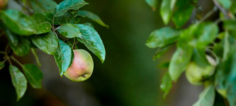 特写镜头红色的绿色苹果成熟树可持续<strong>发展</strong>的果园农场远程<strong>农村</strong>日益增长的新鲜的健康的水果生产营养维生素农业农田