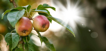 红色的绿色苹果成熟树可持续发展的果园农场远程农村日益增长的新鲜的健康的水果生产营养维生素农业农田