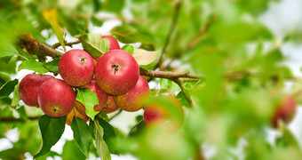 特写镜头红色的苹果成熟树可持续<strong>发展</strong>的果园农场远程<strong>农村</strong>日益增长的新鲜的健康的水果生产营养维生素农业农田