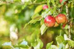 美丽的红色的苹果准备好了收获树农场Copyspace美味的成熟的水果准备聚集出售有机新鲜的生产新鲜的食物选吃