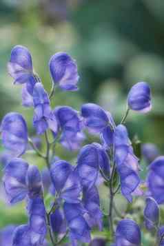 紫色的无边便帽花日益增长的植物花园阳光明媚的一天自然背景美丽的植物充满活力的紫罗兰色的花瓣盛开的开花春天郁郁葱葱的环境
