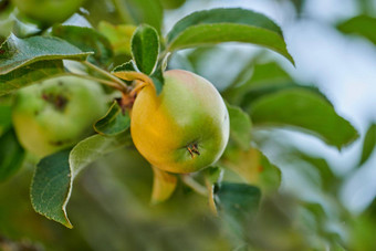 特写镜头绿色苹果成熟树可持续发展的果园农场远程农村日益增长的新鲜的健康的农业水果生产营养维生素