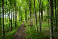 隐藏的神秘路径领先的树神奇的落叶森林远程宁静安静的环境风景优美的景观郁郁葱葱的绿色森林通路美丽的的地方自然