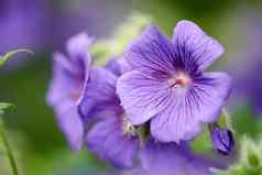 紫色的陇牛儿苗科天竺葵花日益增长的植物花园阳光明媚的一天特写镜头美丽的植物充满活力的紫罗兰色的花瓣盛开的开花春天郁郁葱葱的环境