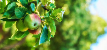 特写镜头红色的绿色苹果成熟树可持续发展的果园农场远程农村日益增长的新鲜的健康的水果生产营养维生素农业农田