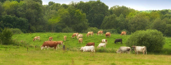 群牛吃草场农村农村郁郁葱葱的景观牛动物放牧牧场自然提高繁殖牲畜牧场牛肉乳制品行业