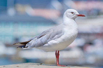 红色的宣传金站城市码头模糊背景复制空间特写镜头观鸟白色灰色海鸥鸟美丽的羽毛纹理港