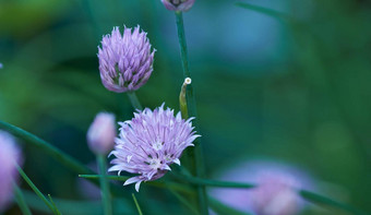 细香葱植物花日益增长的后院花园自然背景夏天美丽的紫色的开花植物开花农村淡紫色植物区系盛开的郁郁葱葱的长满草的草地