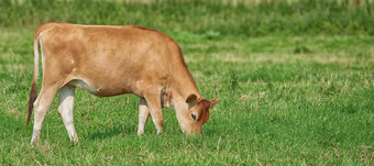 棕色（的）牛放牧有机绿色乳制品农场农村牛牲畜开放空巨大的长满草的场草地牛动物农业可持续发展的土地