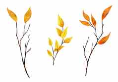 水彩手画插图薄树分支机构树枝黄色的橙色叶子叶秋天秋天森林木林地自然元素10月11月剪纸艺术