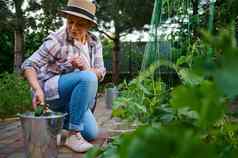 女园丁挑选黄瓜未来素食主义者爱保存地球培养有机蔬菜