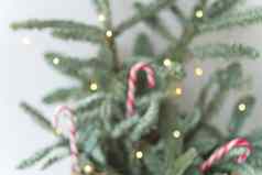 装饰圣诞节树糖果拐杖灯模糊背景准备圣诞节一年的地方登记