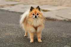 波美拉尼亚的肖像狗橙色毛茸茸的狗