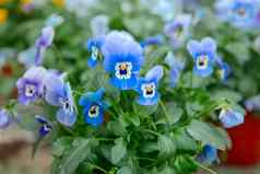 蓝色的花三色紫罗兰种植温室