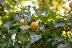 杏子杏树夏天水果成熟的杏子树分支
