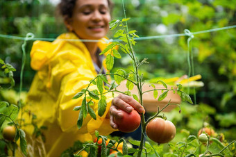 焦点手模糊女人园丁农学家黄色的雨衣挑选成熟的<strong>西红柿</strong>生态农场