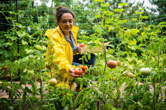 迷人的女人园丁成功的业余农民挑选成熟的自制的<strong>西红柿</strong>有机蔬菜花园