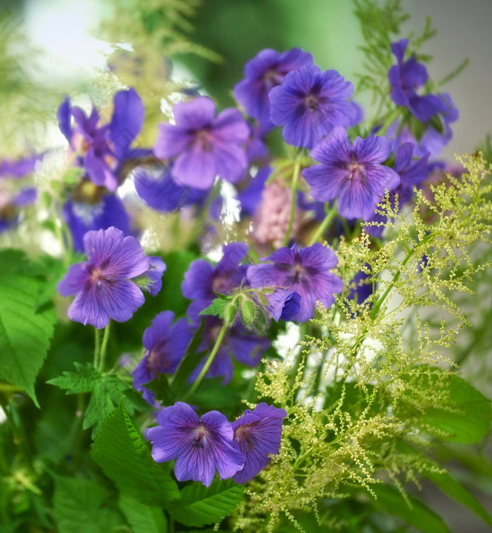 紫色的陇牛儿苗科花日益增长的花园特写镜头