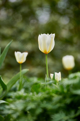 白色黄色的花园郁金香日益增长的春天复制空间背景集团年度常年开花植物美丽的开放郁金香花后院密集的绿色公园