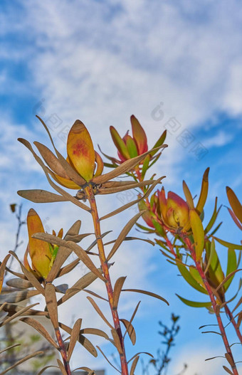 干针垫山龙眼植物蓝色的云天空背景复制空间土著南非洲花再生早期春天生态友好的植物花园