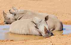 黑色的犀牛采取冷却泥浴干沙子野生动物储备热稀树大草原区域非洲保护濒临灭绝的非洲犀牛偷猎者猎人剥削角
