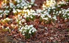 小白色花日益增长的花园夏天小雪花莲种植花圃草坪上春天雪花属Nivalis开花植物盛开的繁荣的公园场