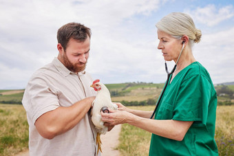 完整的医疗保健评估兽医听诊器评估鸡家禽农场