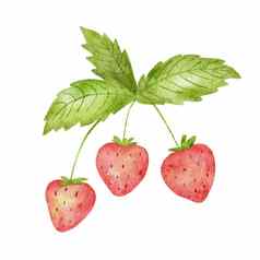 水彩可爱的草莓绿色叶子程式化的画插图夏天浆果孤立的白色