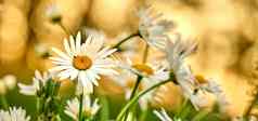 黛西花日益增长的场植物花园阳光明媚的一天在户外沙士达山马克斯菊花雏菊菊科物种白色花瓣黄色的雄蕊盛开的春天