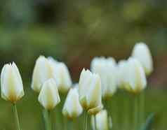 白色花园郁金香日益增长的春天复制空间迪迪尔郁金香郁金香属格斯纳里亚纳物种充满活力的花瓣绿色茎开花盛开的自然阳光明媚的一天在户外