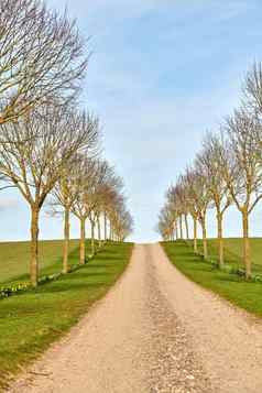 农村污垢路排欧洲阿斯彭树领先的农业字段远程农场牧场景观视图安静的郁郁葱葱的绿色风景农业梅多斯蓝色的天空复制空间