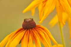 充满活力的黄色的黑色的眼苏珊花日益增长的开花散景背景首页花园特写镜头松果菊黄雏菊属hirta盛开的药用Herbal植物景观后院